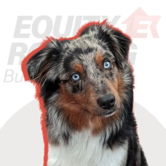 Niva-Equity-dog-headshot-700x700